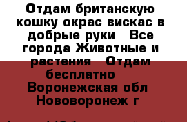 Отдам британскую кошку окрас вискас в добрые руки - Все города Животные и растения » Отдам бесплатно   . Воронежская обл.,Нововоронеж г.